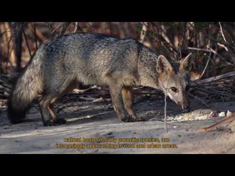 Vídeo - Plataforma Institucional Biodiversidade e Saúde Silvestre - Fiocruz