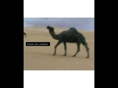 من الارشيف الفاخر للفحل المشهور عكروشان سالم بن نفل ال دمنان ولد طفيحان سالم بن نفل شراه القرموط