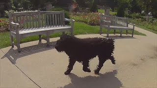 The Adventures of Rasta Bowwow - Episode 1106 - 07 19 2016