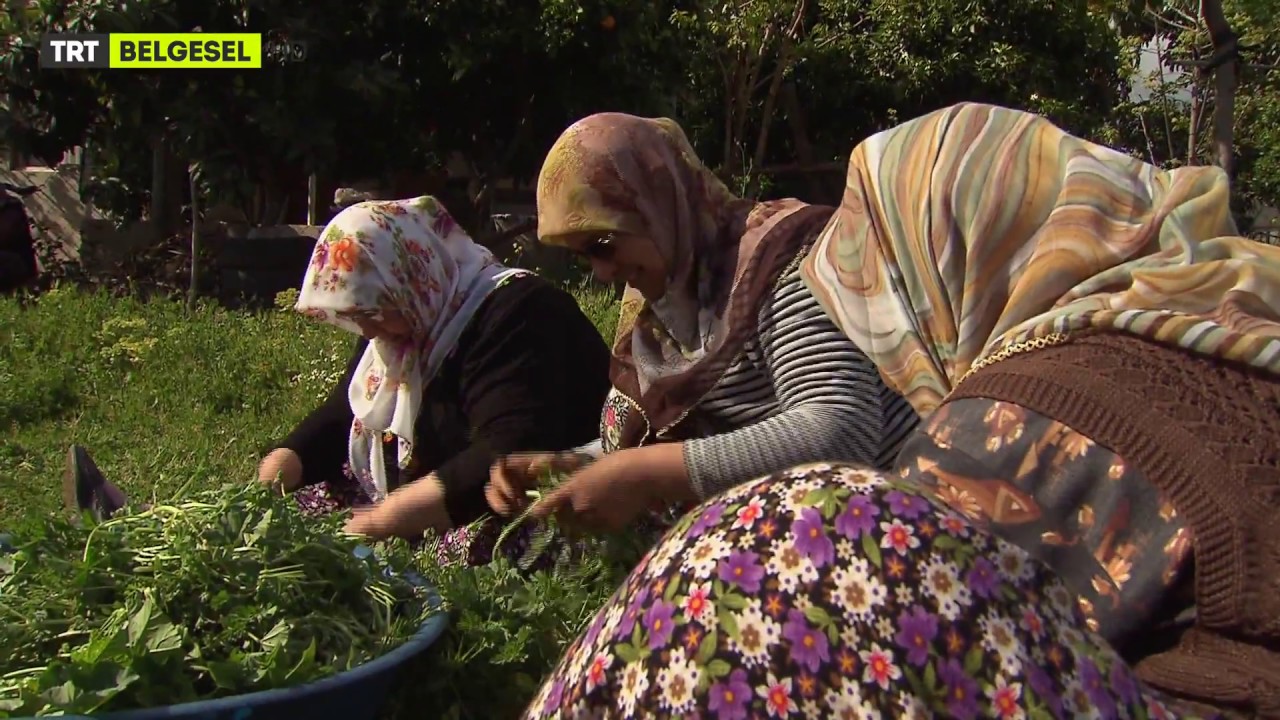 Yöre Kadınları Topladıkları Otlar ile Bakın Neler Yapıyorlar?