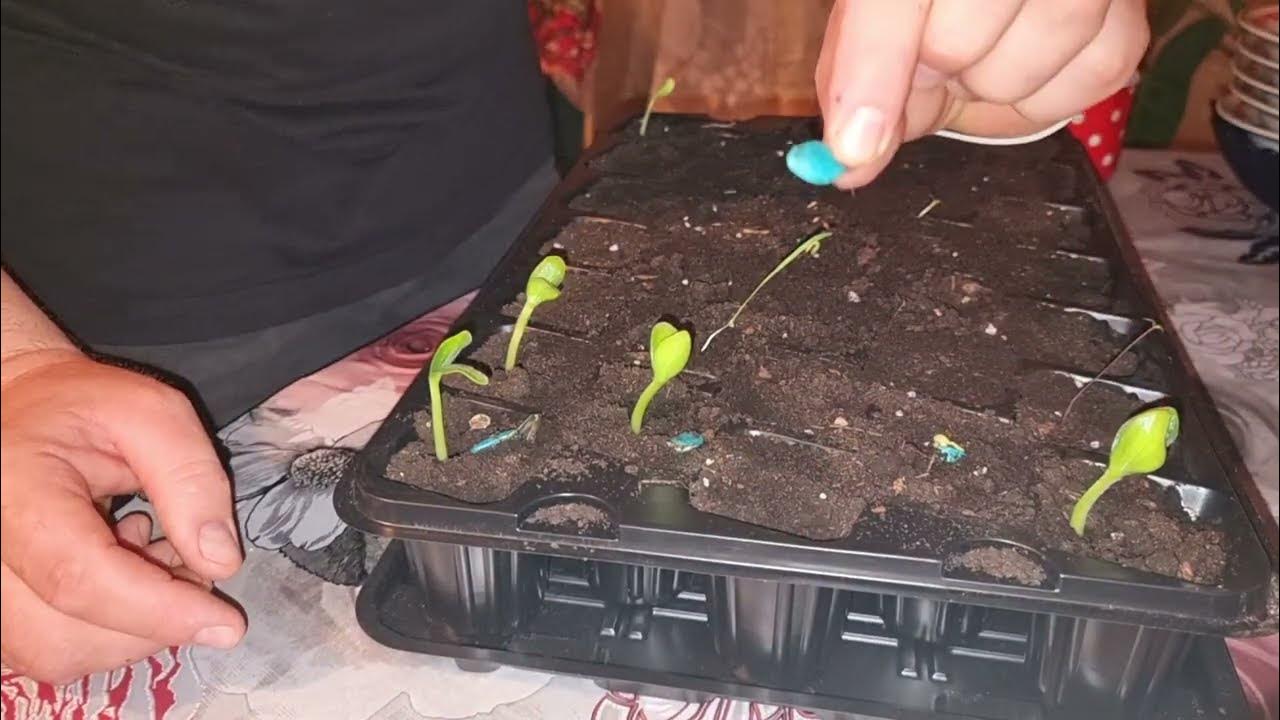 Посев семян перца на рассаду. Посев болгарского перца на рассаду. Примула пикировка рассады. Сеем видео. Посев семян в открытый грунт.