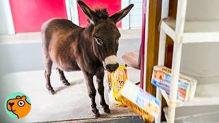 Mini Donkey Steals Honey Buns And Makes Everyone Laugh Cuddle Buddies