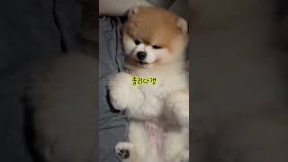 사람처럼 누워 자는 강아지와 함께한 밤 🌙🐶 #cutedog #반려견일상 #강아지랑자기