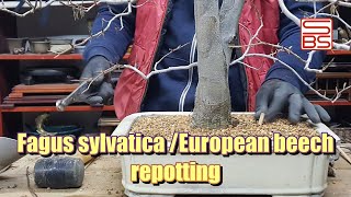European beech (Fagus sylvatica) repotting step by step