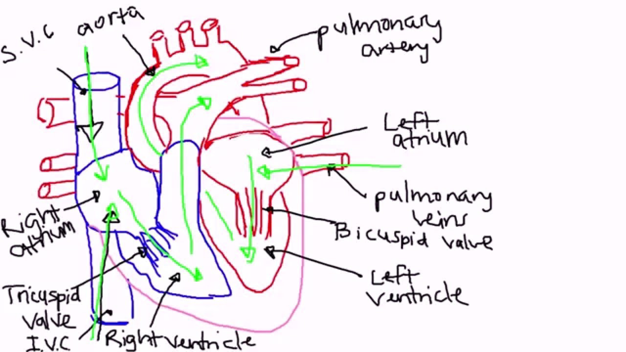 Pathway of Blood Flow through the Heart - YouTube