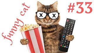 Самые смешные приколы с котами и кошками, приколы с животными с озвучкой Самые смешные приколы с котами и кошками, приколы с животными с озвучкой