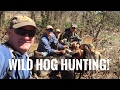 Wild Hog  with Black Mouth Curs!