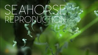 Seahorse Giving Birth | Full Reproductive Cycle