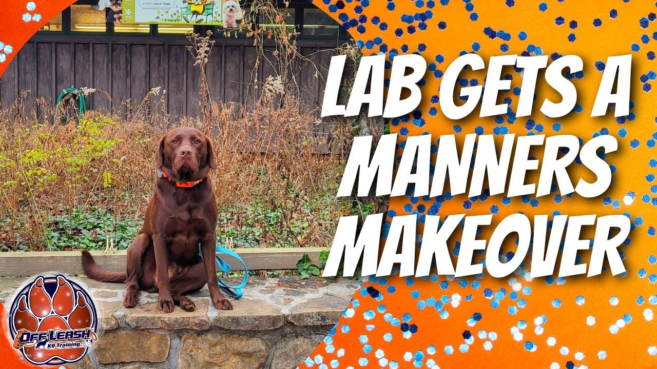 Knoxville Dog Trainers Chocolate Lab Learns to Listen YouTube