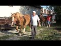 Iepele (caii) domnului Berbescu de la Cristian, Sibiu - 2019 Nou !!!