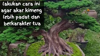 Membuat Karakter Tua Pada Bonsai Kimeng  asalrimbun
