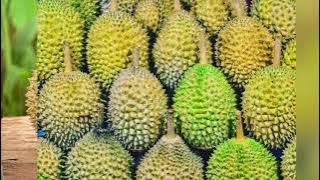 3 THINGS WHY DURIAN SUCH A KING OF FRUIT | IMAD FARHAN BIN SUHAIMI