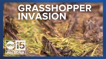 Pest control busy with grasshopper invasion
