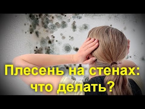 Плесень на стенах: что делать? Что   нужно   сделать   обязательно !