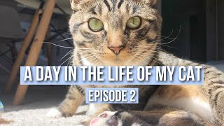 A Day in the Life of My Cat (episode 2) by Marley Malin 7,453 views 3 years ago 3 minutes, 6 seconds
