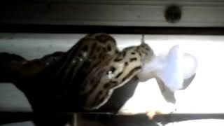 Slug mating dance!!!