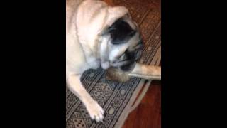 Pug comendo osso