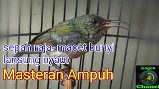 Suara Pancingan Burung Sepah Raja Betina