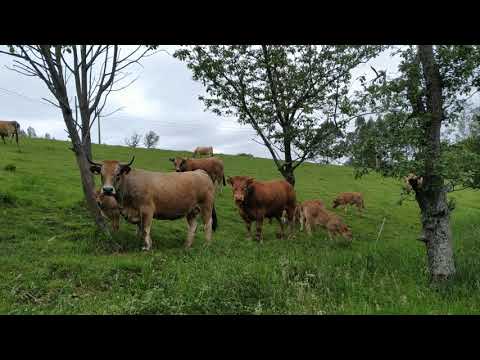 Vídeo: Como Pastar Vacas