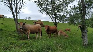 SLOW LIVING || Vacas y terneros pastando en el campo #aubrac