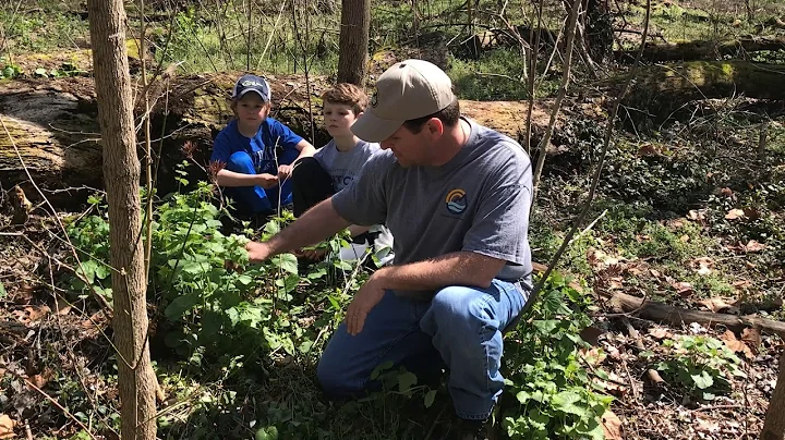 Garlic Mustard: Office of Kentucky Nature Preserves