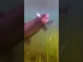 Chubby messer created havoc underwater.