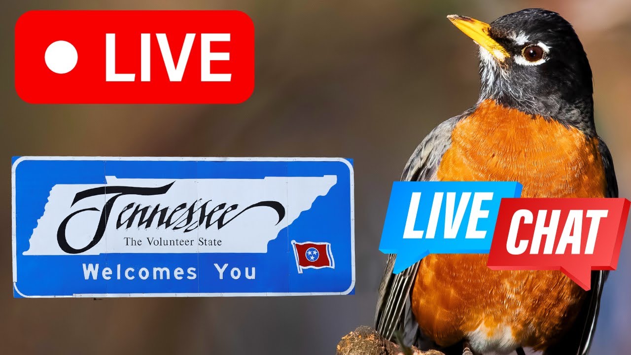 🔴 (NEW) Tennessee Woods LIVE Bird Feeder Cam (Nashville, TN) LIVE