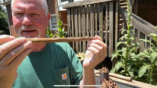 How To Make Fire With Mullein And Reading Glasses