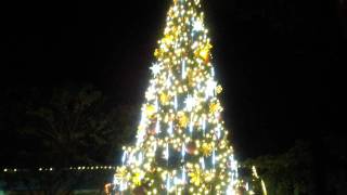 Samsung P6200 Galaxy Tab 7.0 Plus  - Christmas Tree By Night