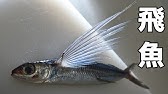 素人でも出来るトビウオのさばき方 刺身 姿造り Youtube