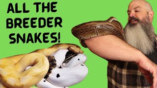 All My Adult Female Ball Pythons: 2022 Breeding Season Update Net Worth