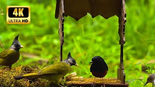 Cat TV for cats to watch 😺 Beautiful birds eating food in the cage 🕊️ 11 hours 4K