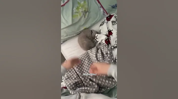 Watch the video about British Shorthair Kittens For Sale in Kolkata #persiankittensforsale #bengalkittens #catsofindia