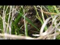 Grey partridge in a nest and its chicks / Серая куропатка и её выводок