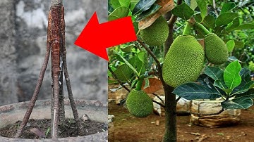 Multi Root Grafting Jackfruit Tree