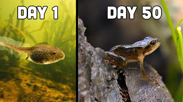 Raising Tadpoles into Frogs (50 Day Evolution)