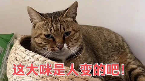 农村猫咪与主人无障碍交流走红网络，网友这猫是人变的吧！【网红故事分享】 - 天天要闻