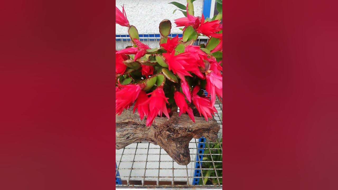 #Рипсалидопсис (пасхальный кактус). 15.05.2023. Любитель солнышка🌄, а ...