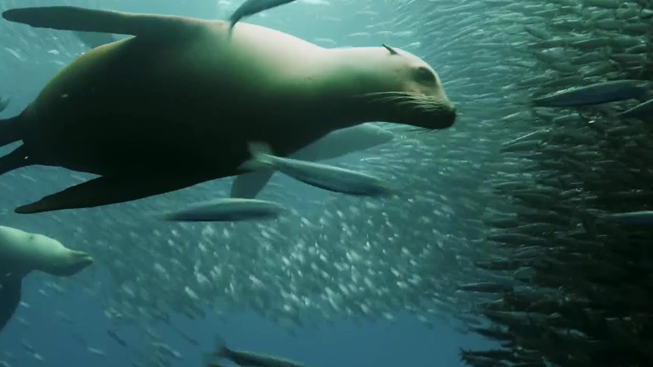 ⁣Sardine Feeding Frenzy: Whale, Shark, Dolphin and Sea Lions | The Hunt | BBC Earth