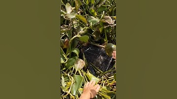 Lờ cá lóc cải tiến siêu nhạy để lâu là có cá #mientay #fishing