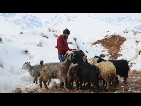 Ovacık'ta hayvancılık yapan vatandaşlar, zorlu kış şartlarını atlatmaya çalışıyor