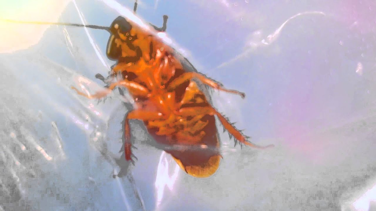 哎呀呀呀呀呀 我的寶貝 Youtube