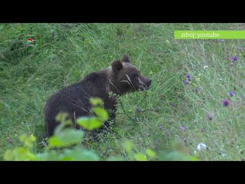 Video: Slovanský Zvierací Horoskop: Medveď