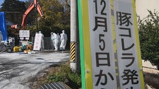 岐阜で3例目豚コレラ 県施設が飼育 殺処分続く