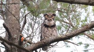 Greathorned Owl hooting away