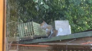 Grey Squirrel trapping