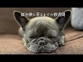 【犬の鍼治療】健康で幸せな日々から椎間板ヘルニア症状再発