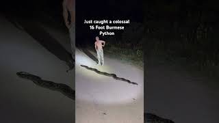 I caught an ENORMOUS 16 Foot BURMESE PYTHON with 1 hand in the Everglades look at this beast!