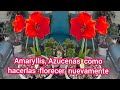 Amaryllis o Azucenas  como hacerlas florecer nuevamente y trasplante