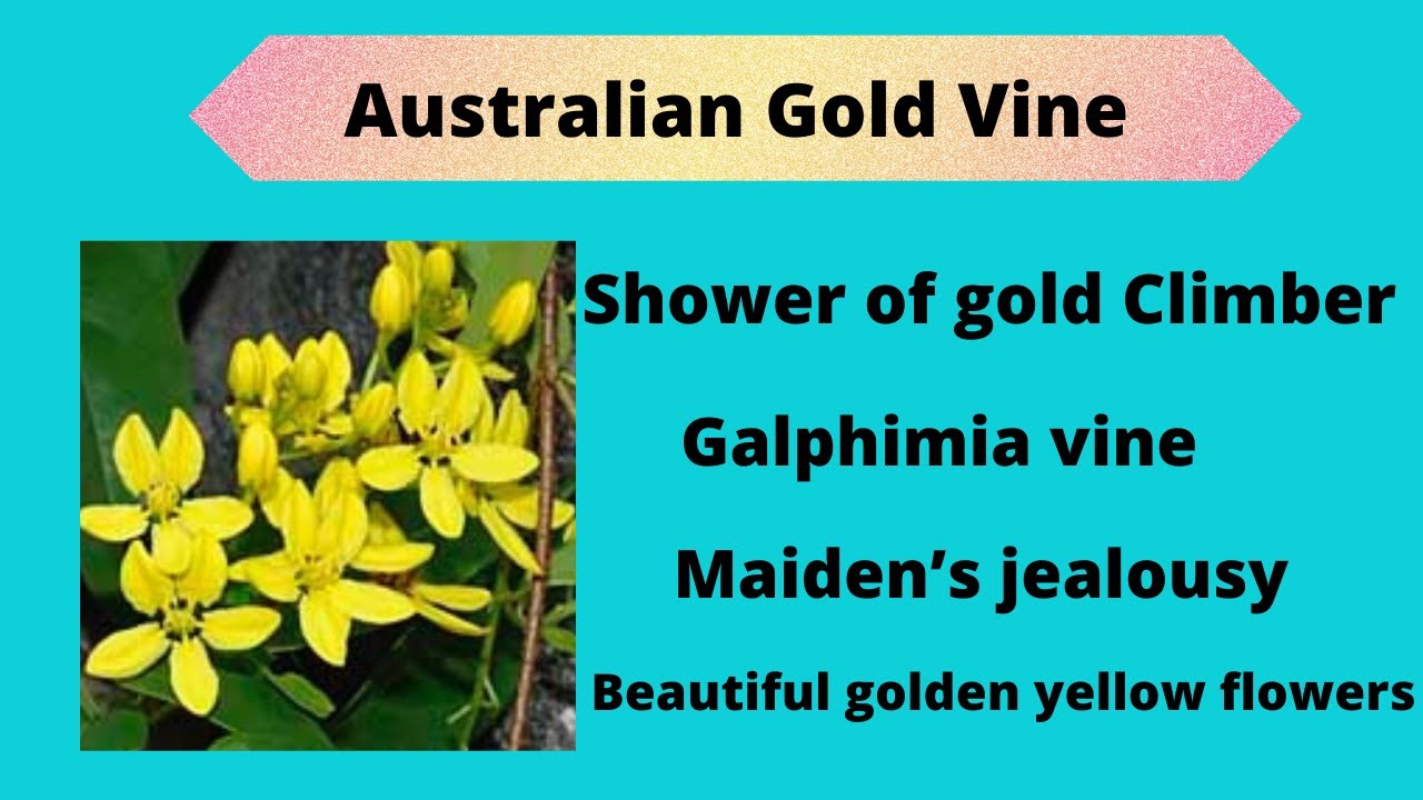 Australian Gold Vine Shower of gold climber Galphimia Maiden’s jealousy Tristellateia